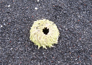 Urchin on Sequam Island beach. Photo by D. Corbett.